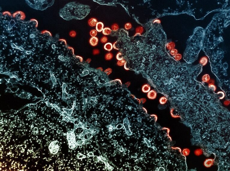 Enfekte hücreden tomurcuklanan HIV-1 parçacıklarının renklendirilmiş elektron mikroskop görüntüsü