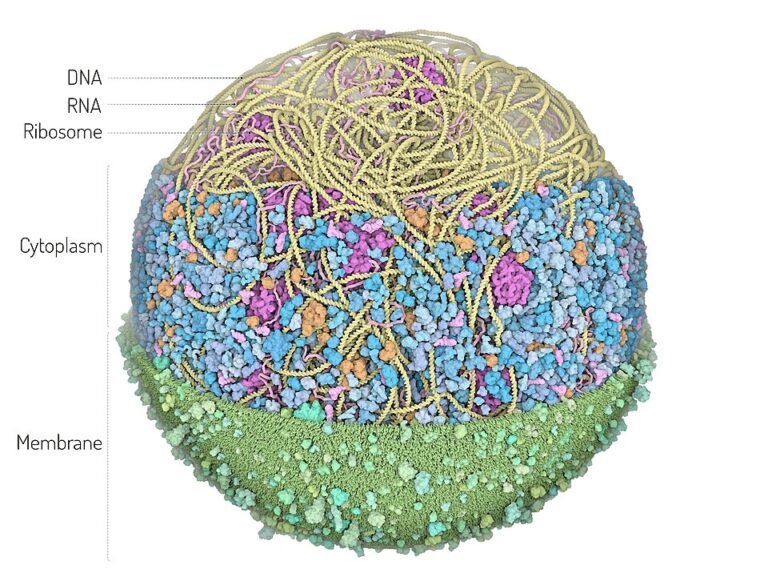 Mycoplasma genitalium hücresinin iç yapısını gösteren üç boyutlu bilimsel model